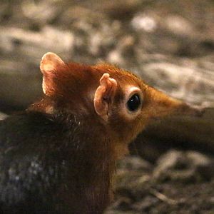 Black-and-rufous Giant Sengi