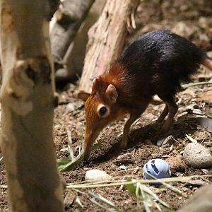 Black-and-rufous Giant Sengi