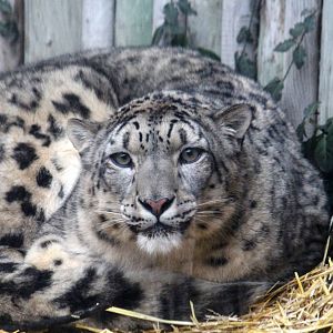 Snow Leopard