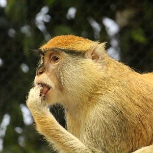 Patas Monkey