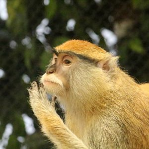 Patas Monkey