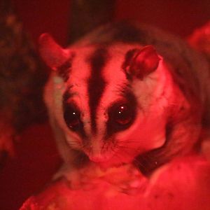 Sugar Glider