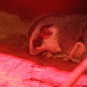 Sugar Glider