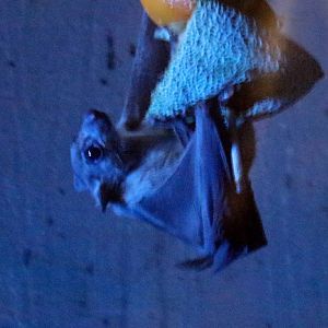 Ruwenzori Long-haired Fruit Bat