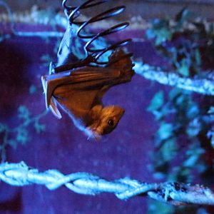 Ruwenzori Long-haired Fruit Bat