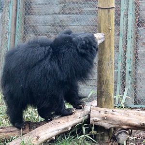 Sloth Bear