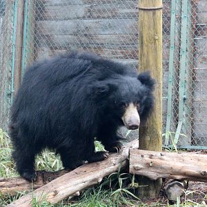 Sloth Bear