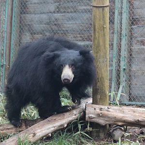 Sloth Bear
