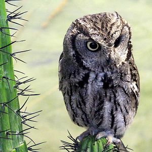 Western Screech-Owl