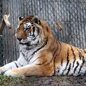 Amur Tiger