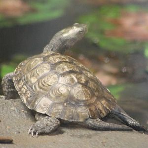Turtle tortoise terrapene ID