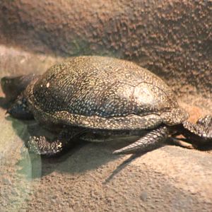 Turtle tortoise terrapene ID