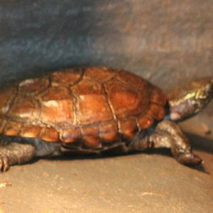Turtle tortoise terrapene ID