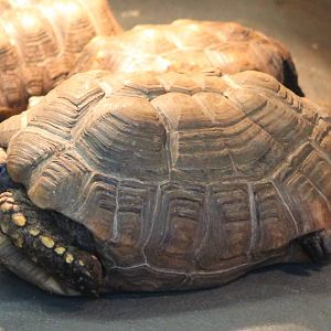 Turtle tortoise terrapene ID