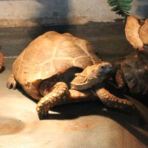 Turtle tortoise terrapene ID