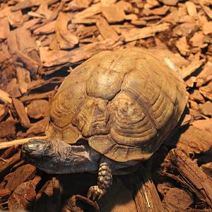Three-toed box turtle