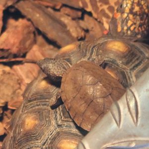 Loggerhead musk turtle