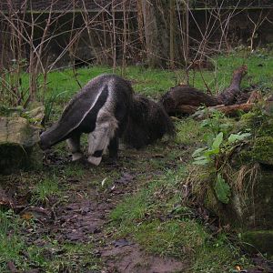 Giant Anteater