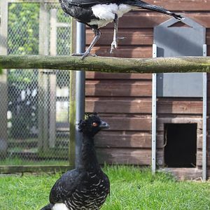 Yellow-knobbed curassow : Hamerton : 25 Oct 2015