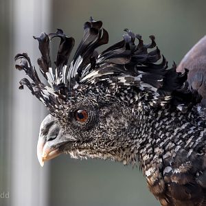 Great curassow : Hamerton : 25 Oct 2015