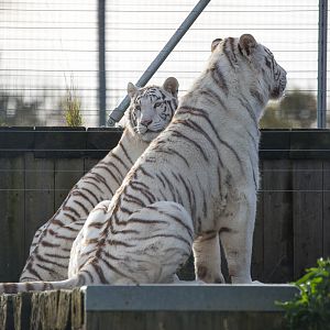 White tiger : Hamerton : 25 Oct 2015