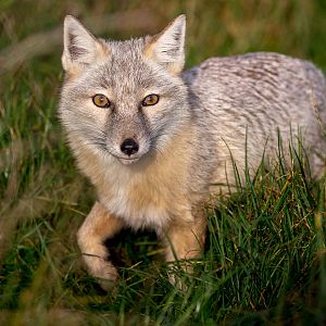 Corsac fox : Hamerton : 25 Oct 2015