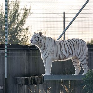 White tiger : Hamerton : 25 Oct 2015