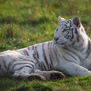 White tiger : Hamerton : 25 Oct 2015
