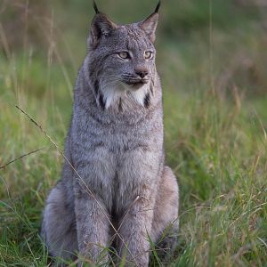 Canada lynx : Hamerton : 25 Oct 2015