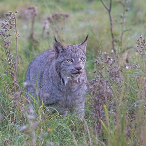 Canada lynx : Hamerton : 25 Oct 2015