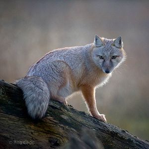 Corsac fox : Hamerton : 25 Oct 2015
