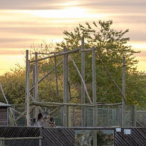 Raccoon (exhibit) : Hamerton : 25 Oct 2015