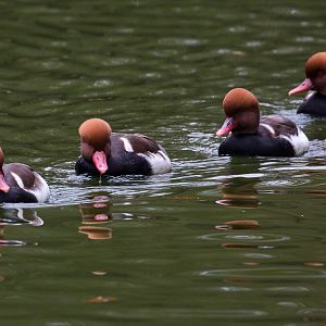 Red-crested pochard : Cotswold WP : 08 Nov 2015