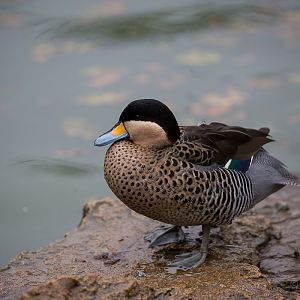 Versicolor teal : Cotswold WP : 08 Nov 2015