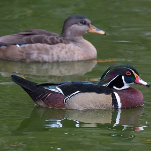 Wood duck : Cotswold WP : 08 Nov 2015