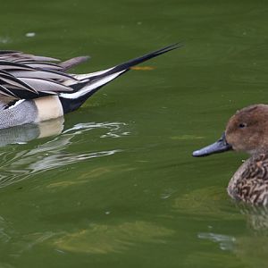 Northern pintail : Cotswold WP : 08 Nov 2015