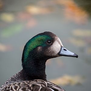 Chiloe wigeon : Cotswold WP : 08 Nov 2015