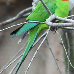 Superb parrot male