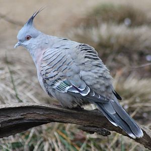 Crested pigeon