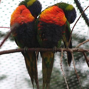 Swainson's lorikeets