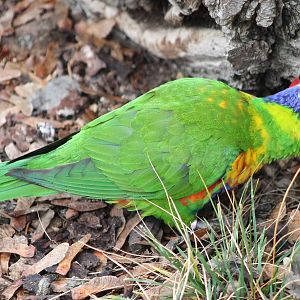 Swainson's lorikeet