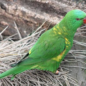 Scaly-breasted lorikeet