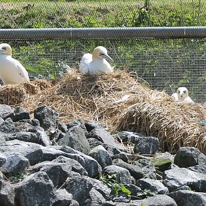Nesting European gannets