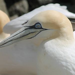 European gannet