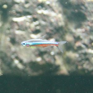 Green neon tetra