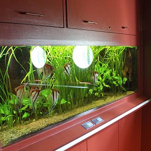 Aquarium Freshwater angelfish