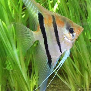 Freshwater angelfish