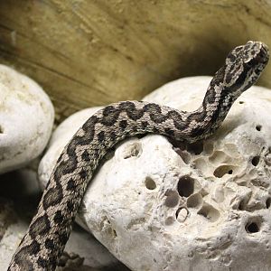 Italian aspis viper