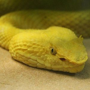 Schlegel's pit viper