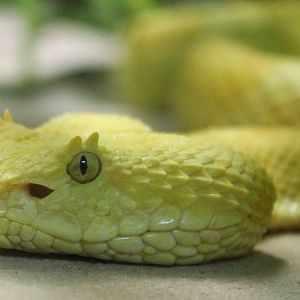 Schlegel's pit viper